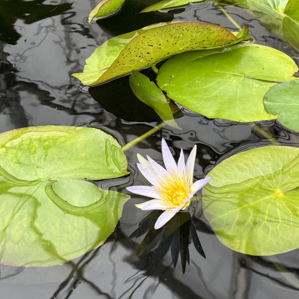 Three large round green leaves float on water with a purple flower in the center