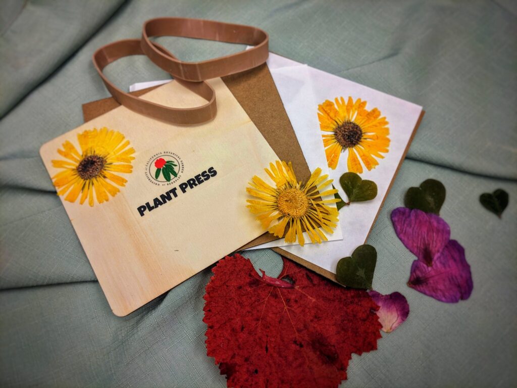 Materials utilized in a plant press that includes rubber bands, plant press paper, and pressed petals and leaves.